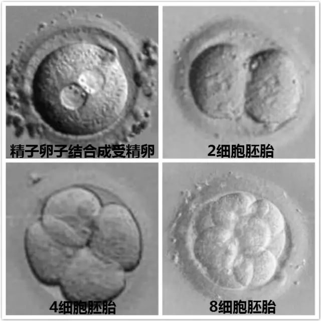 怀孕初期